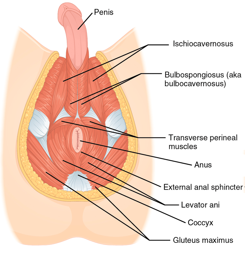https://www.physio-pedia.com/images/8/80/Muscle_of_the_Male_Perineum.png